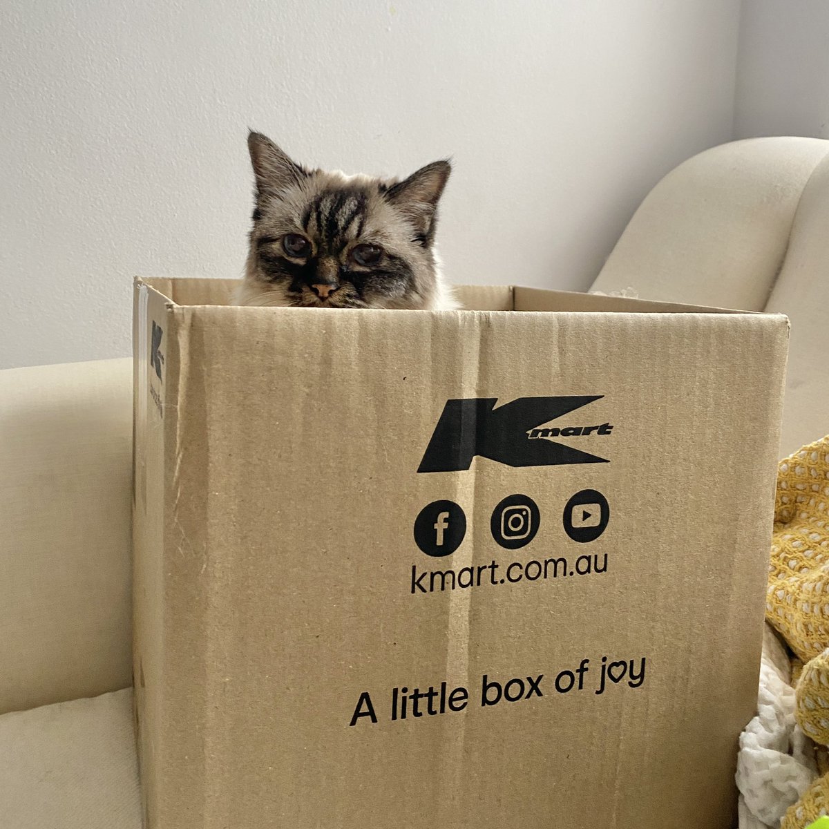 Pamcake 🌈 Misty Mia 🩷 tweet media