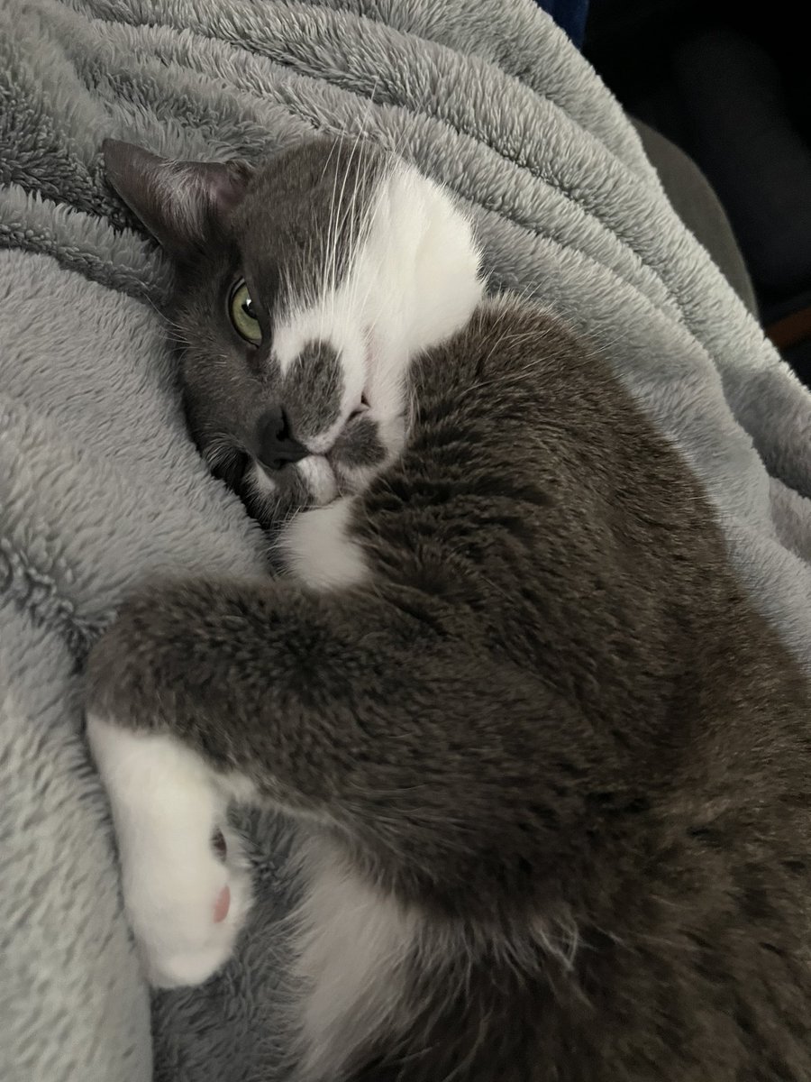 BurtyButt's tweet image. Spent the entire first half babysitting the kids while the adult humans hung out. So ready for bed. #SuperBowl