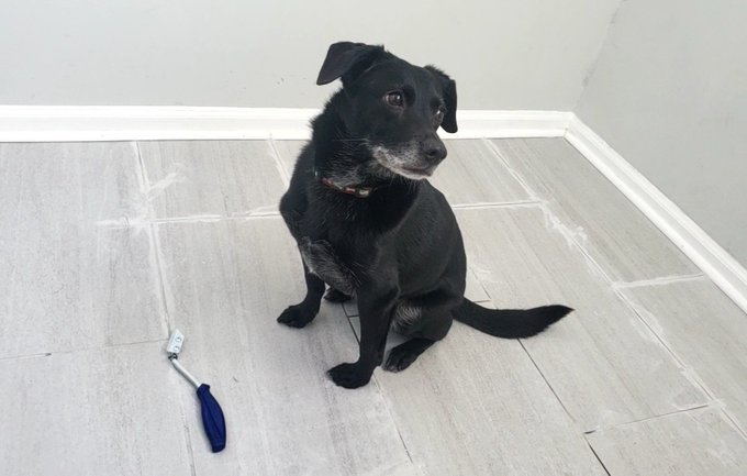 Jezebel helped me re-grout my foyer! https://t.co/UfXNMVPQyf<a href="/tag/fetish"class="tags"><span>#fetish</span></a><a href="/tag/pornhub"class="tags"><span>#pornhub</span></a><a href="/tag/bondage"class="tags"><span>#bondage</span></a>