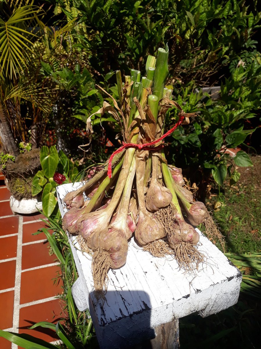gersy06grita's tweet photo. Que fuerte , luego de seis meses de trabajo no lograr colocar un rubro como el ajo , por la saturación del mercado de ajo Chino y Peruano , principalmente los mercados de coche y mercabar . https://t.co/m1PbqJ1LJL