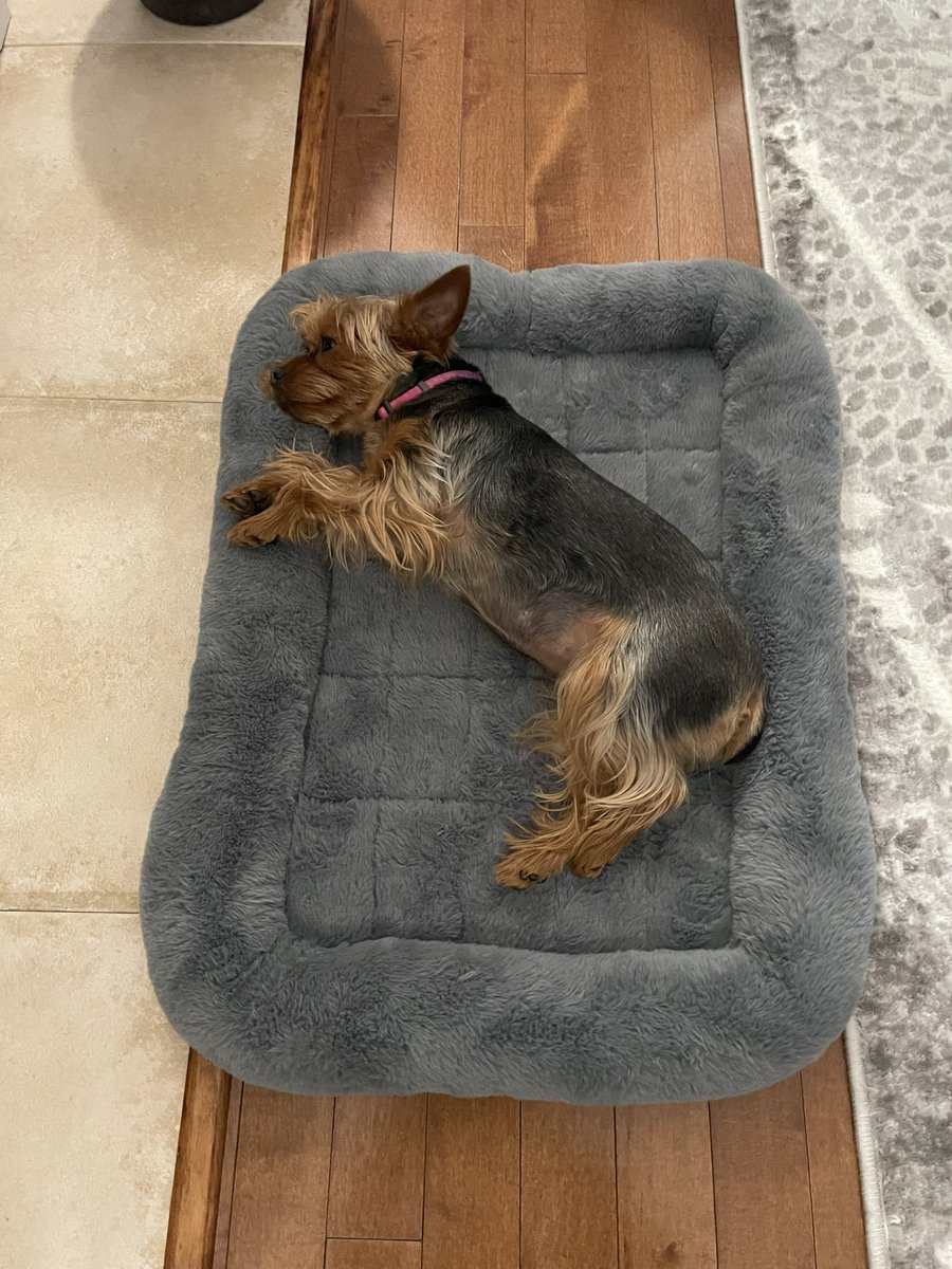 Out for a long, long walkie this morning! Now to spend some time on my battery recharger!
#dogsoftwitter #yorkie #walkthedog #resting #battery #charging