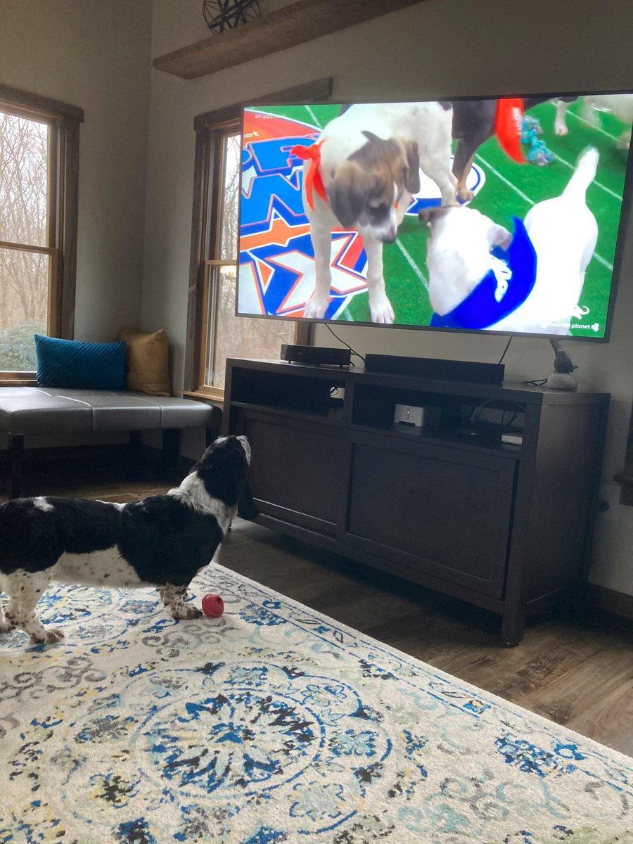 Watching #PuppyBowl2023