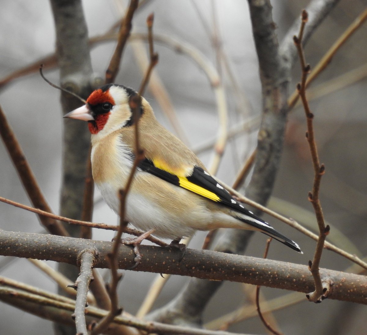 Tparkslope's tweet photo. The beautiful European Goldfinch. There were a good few. Saw them last year picking up nesting material, good sign.
Prospect Park today. https://t.co/IxD55QGhdP