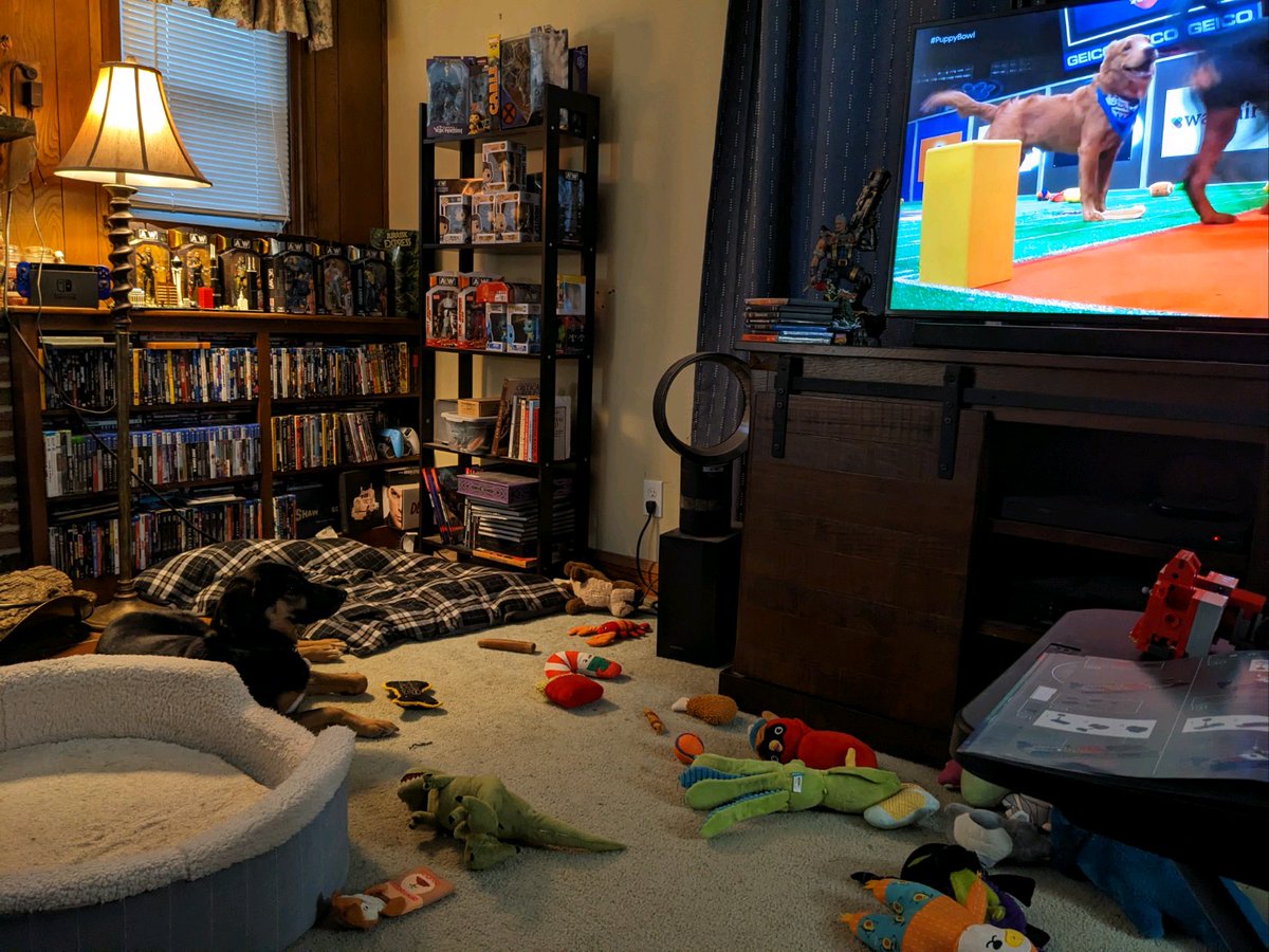sevrahjames's tweet photo. @EvilUno Moxley is woofing for all the pups and watching intently. (She didn't want to clean up her toys before it started.) https://t.co/t15Ga6g2Or