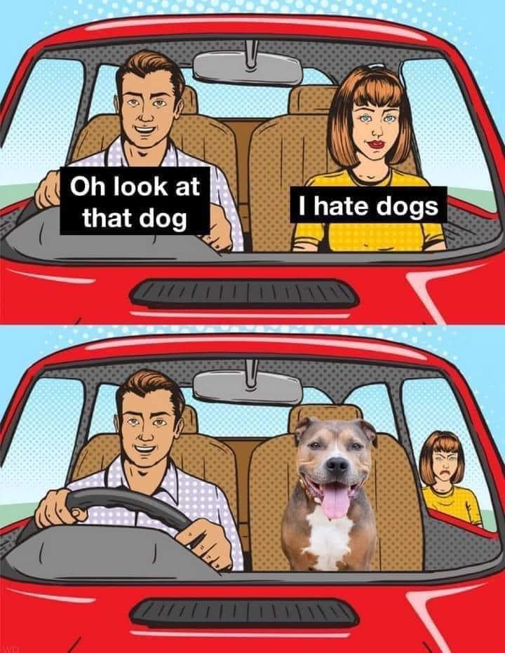 C_Capone19's tweet photo. haha! Pretty much. #dogs #adoptdontshop #shelterdog #rescueddog #rescuedog https://t.co/caC9AIFTTr