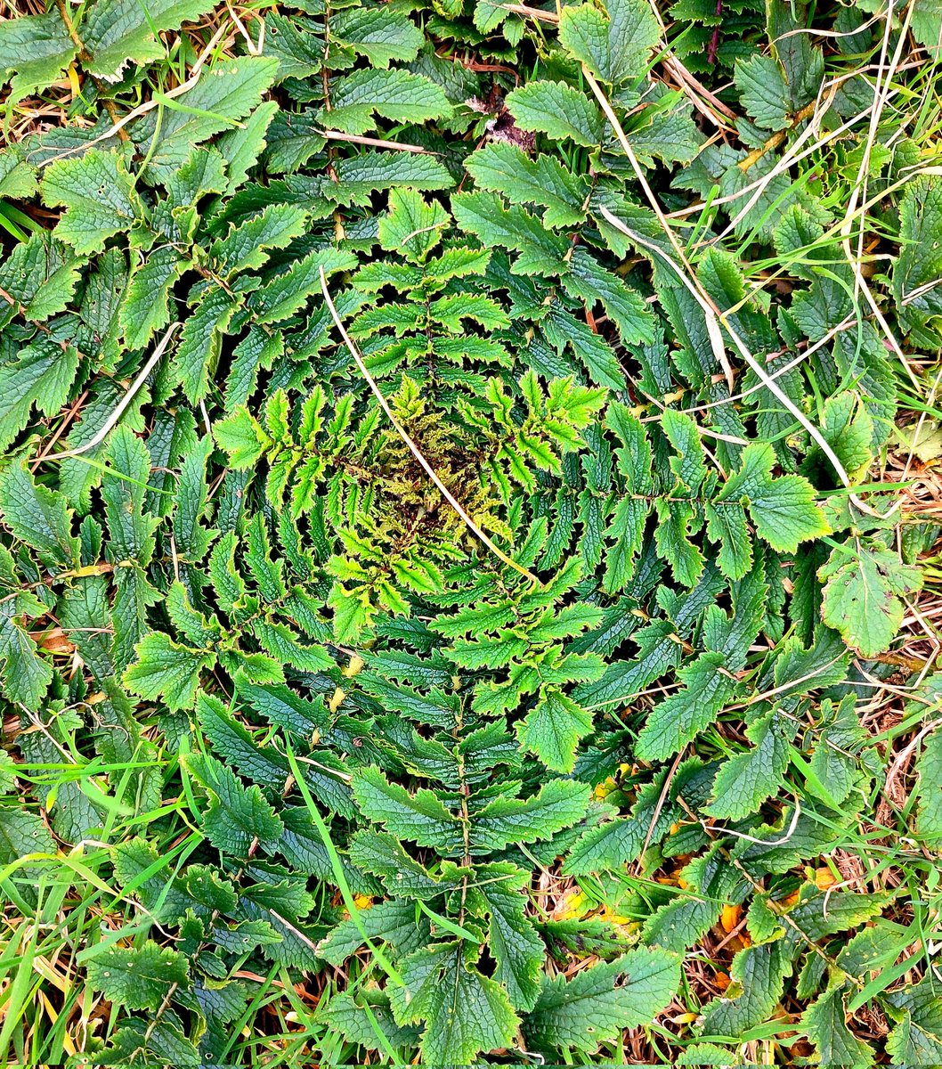 Maireths's tweet image. Circles #BiosphereIOM #NatureBeauty #GeometryInNature