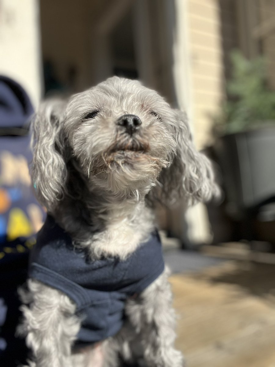 Aussieshell4 tweet media