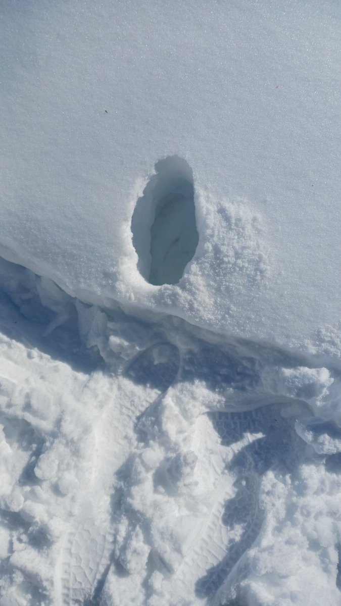 biosunu's tweet photo. This snow! Wow. I took one step and that was as far as I could go. #NorthernOntario https://t.co/8TnUhHxbwp