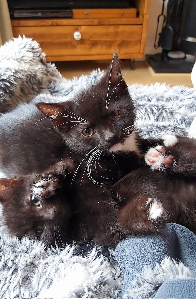 ReadCaro's tweet image. I haven't tweeted for ages. Look Twitter; I have kittens 🥰