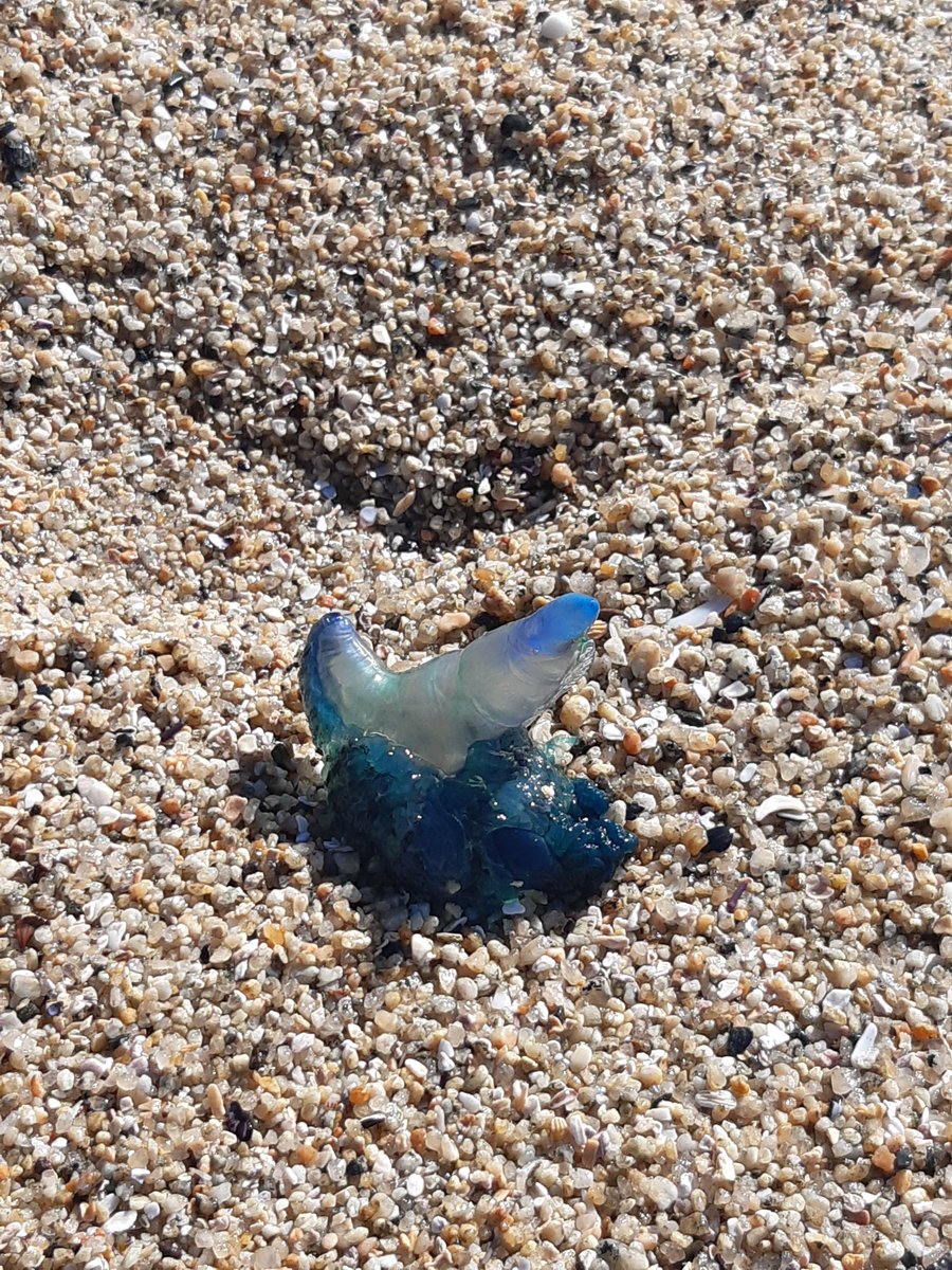 ljarau's tweet photo. #ahora #fragataportuguesa #concón @SaludSsrv @alertaconcon fragata portuguesa en playa Lilenes https://t.co/Z5Xl4nkY7D