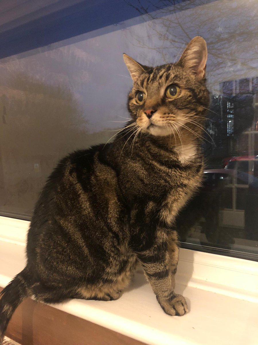 catsinoxford tweet picture