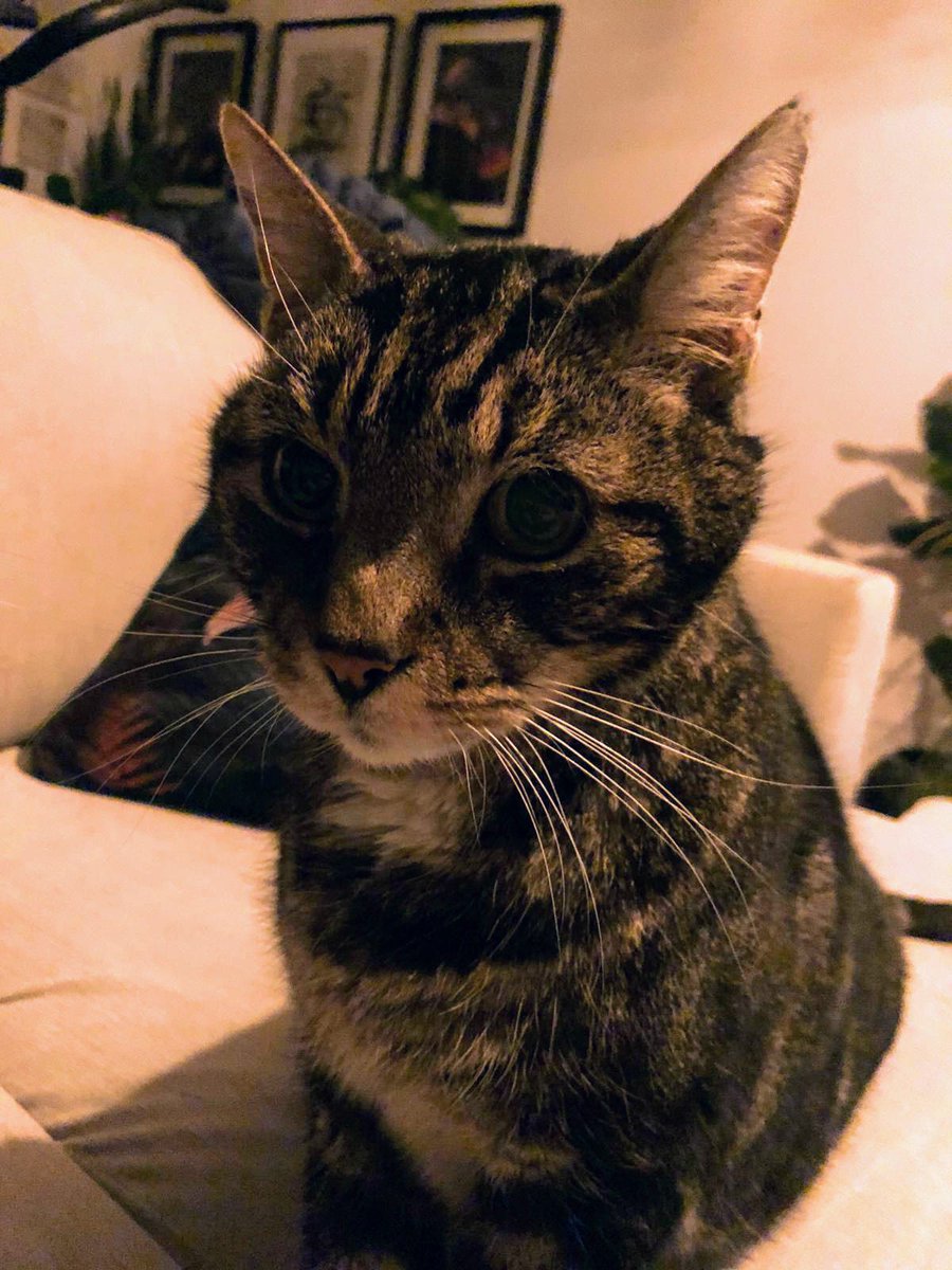 Meet 12yr old George. He’s a gentle giant who loves to chill out next to you on the sofa and watch tv. He loves a head scratch and will tap you with his paw to ask for more pets. He needs to be the only pet in the house and only older children #tabbytroup #catsoftwitter