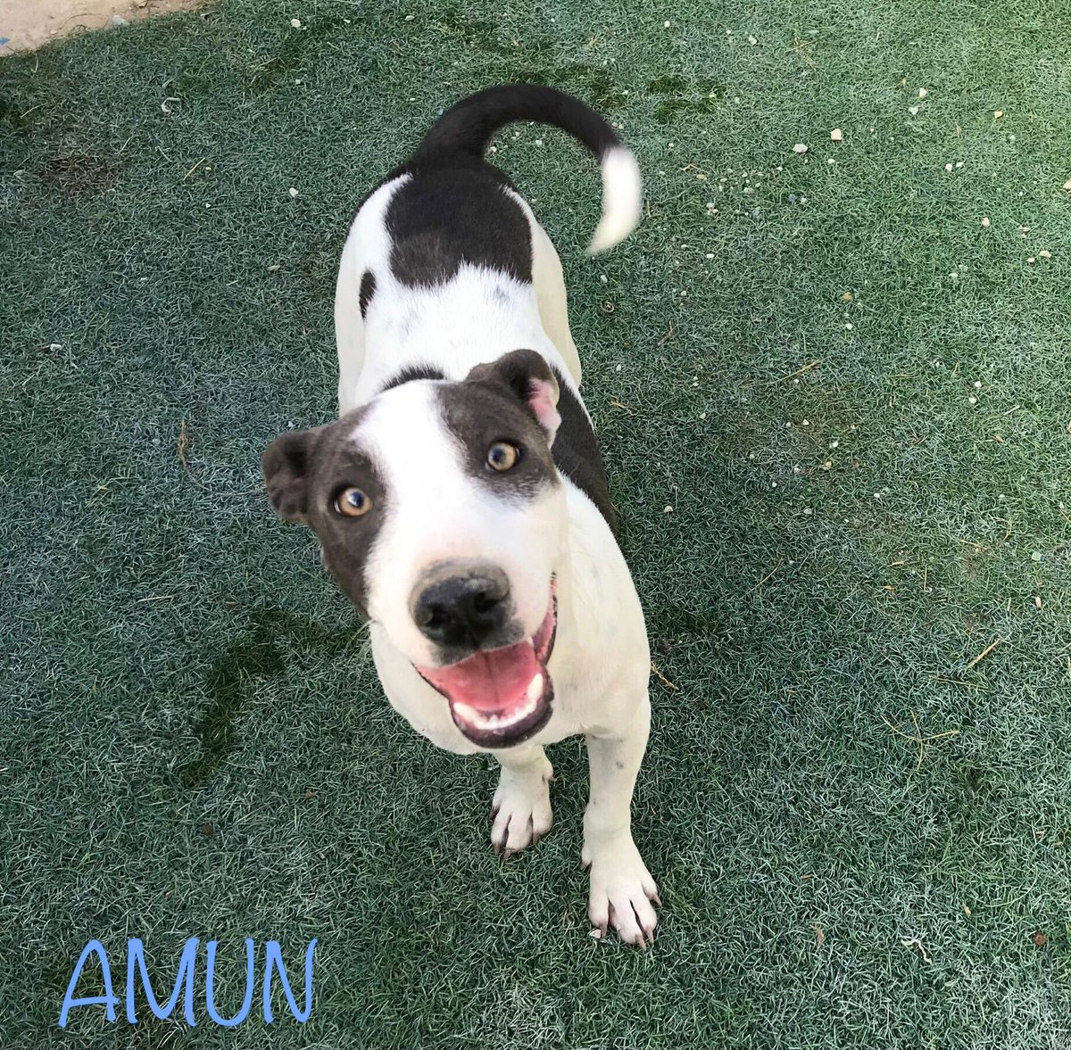 SilviaMylo's tweet photo. Amun tiene solo 10 meses y busca una buena familia, está creciendo y nadie pregunta por él 😭 💔
Cádiz
+34 645 88 19 27 https://t.co/KZeSWR4qv4