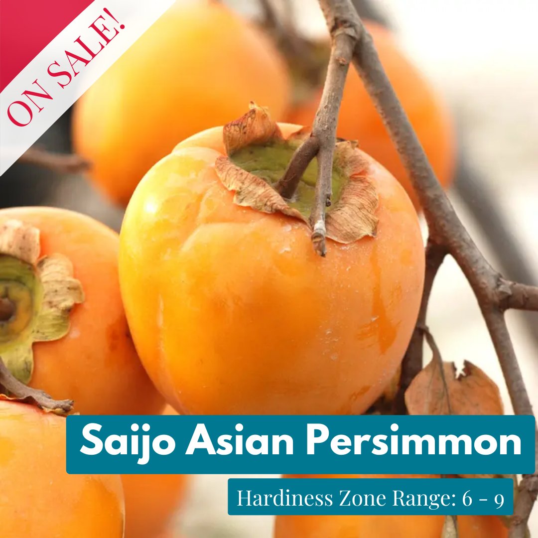 starkbros's tweet photo. The Saijo Asian Persimmon tree is low maintenance, self-pollinating, disease-resistant, and can thrive in a variety of climates. Plus it's currently on sale - What's not to love?!
Learn more about this stunning tree here:
https://t.co/KV0iIJyJPS
.
#persimmontree #persimmons https://t.co/bmvtaD5J4t
