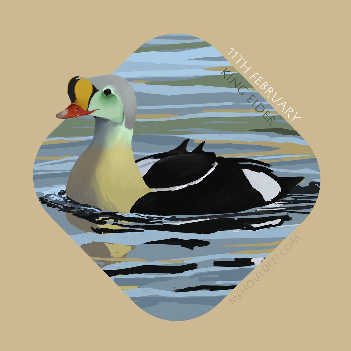 Day 43 2023 - February 11th - King Eider - got the dates on this and the last the wrong way round! Weekends get confusing xD Funky little duck! #art #noai #humanartist #bird #birdtwitter #natureart #artnature #birdillustration #saveourbirds #biodiversity #digitalart #duck #cute