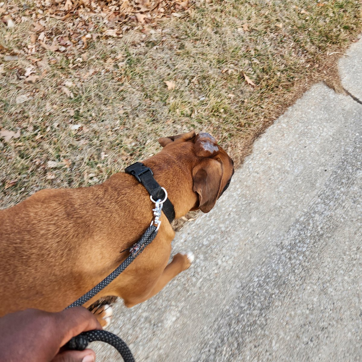 CoachTrot's tweet image. Pre-game walk with Big Clyde! I told y'all it's beef all week! #HitemUp #RIPTupac #HellofaDay #ChiefsKingdom