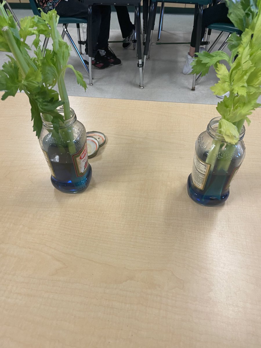 LauraSchachter's tweet image. Stem investigation #vcsscientists @VCSscience #cgeeagles ⁦@MelissaLundell1⁩