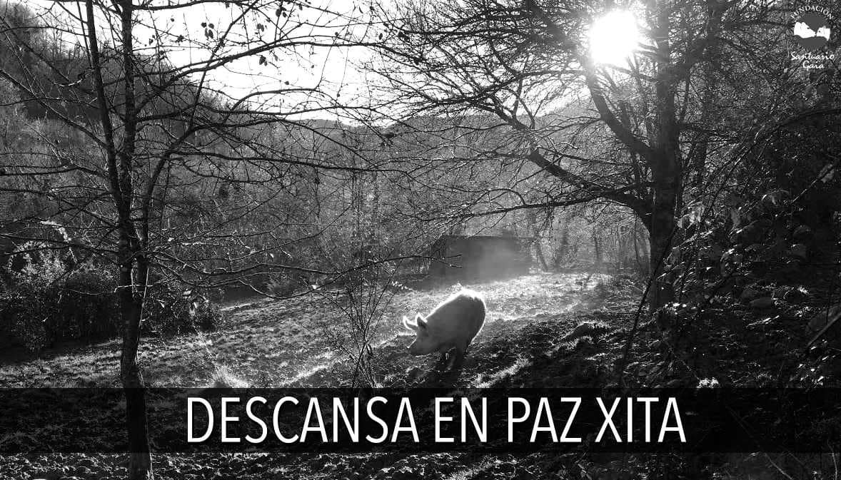 Descansa en paz Xita
Esta mañana temprano nos dejaba Xita.
Ella llegó en 2015 por un  accidente de camión en La Rioja que los llevaba al matadero.

Te queremos mucho Xita, hace solo unas horas que te has ido y ya te echamos de menos 💚

fundacionsantuariogaia.org/descansa-en-pa…