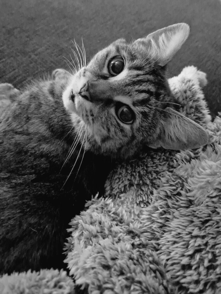 muscariamadge's tweet photo. My beautiful girl π₯°
#pixie #pixiepops #popsy https://t.co/gwBlYPsvK2