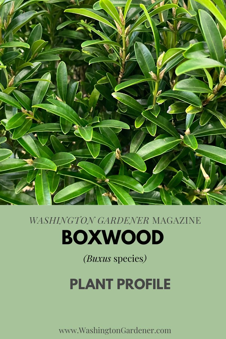 WDCGardener's tweet image. Boxwood (Buxus sp.) is an evergreen shrub that has been grown ornamentally for thousands of years. #Boxwood come in many different shapes from upright and columnar to round and full...
See the full plant profile &amp;gt; washingtongardener.blogspot.com/2023/02/boxwoo… 
#gardendc #GardeningTwitter
