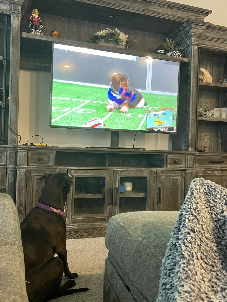 THEmrspratt0225's tweet photo. Our Molly watching the #PuppyBowl https://t.co/SKsrj57vEn