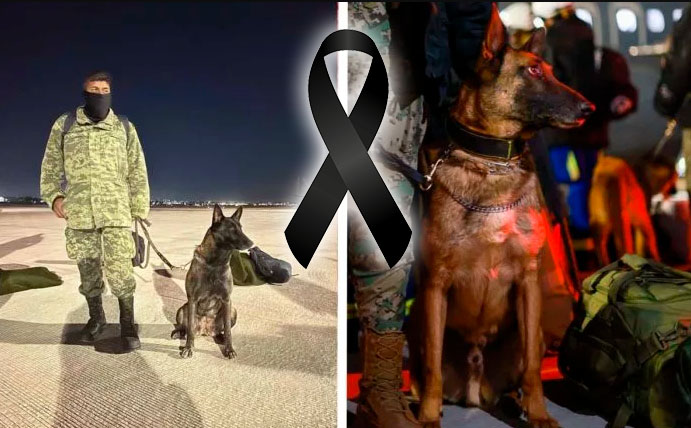SoloPerros3's tweet photo. Proteo, el perro mexicano que murió salvando vidas en Turquía https://t.co/5D3duNT541
#TurquiaTerremoto #Perros #QEPD https://t.co/MmBwga0RBZ