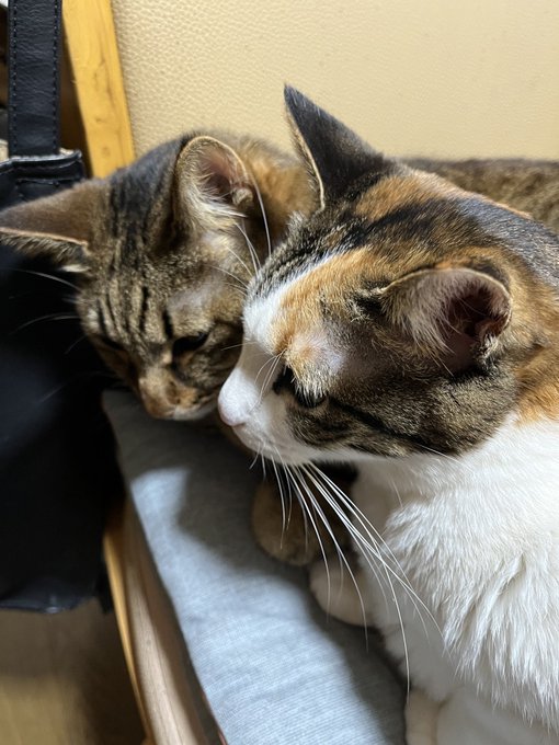 🐈‍⬛🐈‍⬛ 