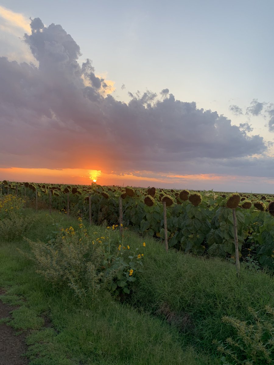 #atardeceresmagicos
#camposargentinos 
#amoelcampo