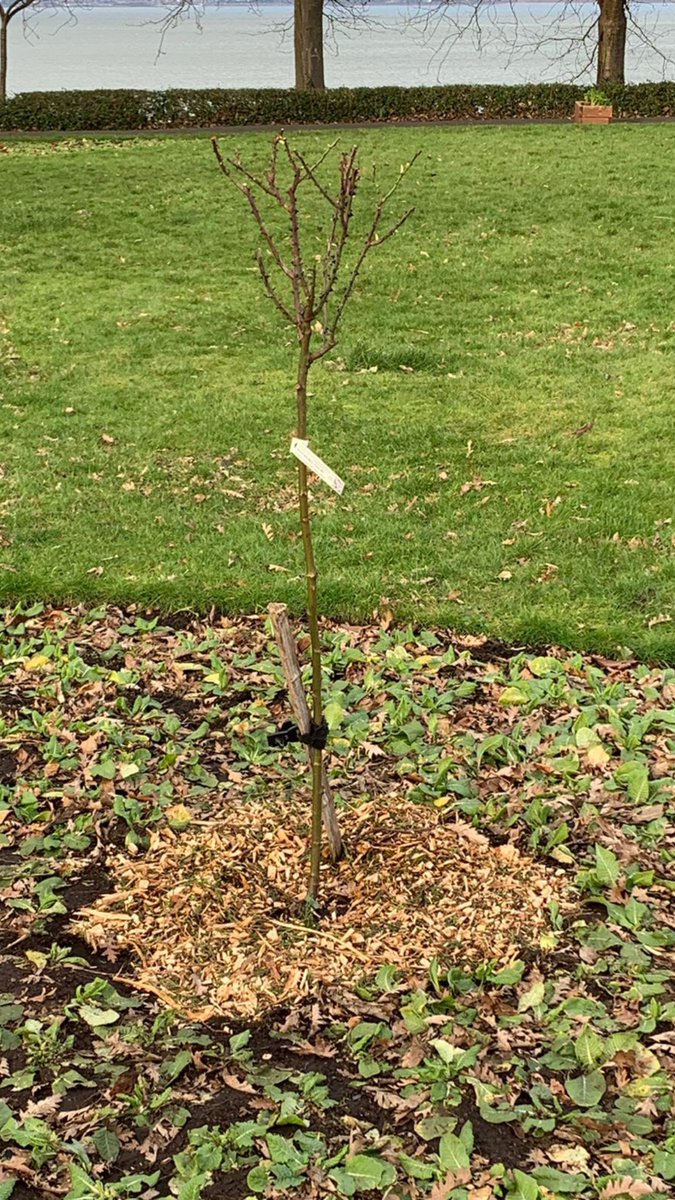 StarbankPark's tweet photo. I think we are almost spring ready @StarbankPark. Mulch done โ
Paths swept ๐ Benches washed down? Bulbs appearing? ๐๐ฑ๐ทJust waiting Spring๐ฅฐ #springaroundthecorner #springready #crocusappearing #springbulbs #Starbankpark https://t.co/zckB9tUXwt