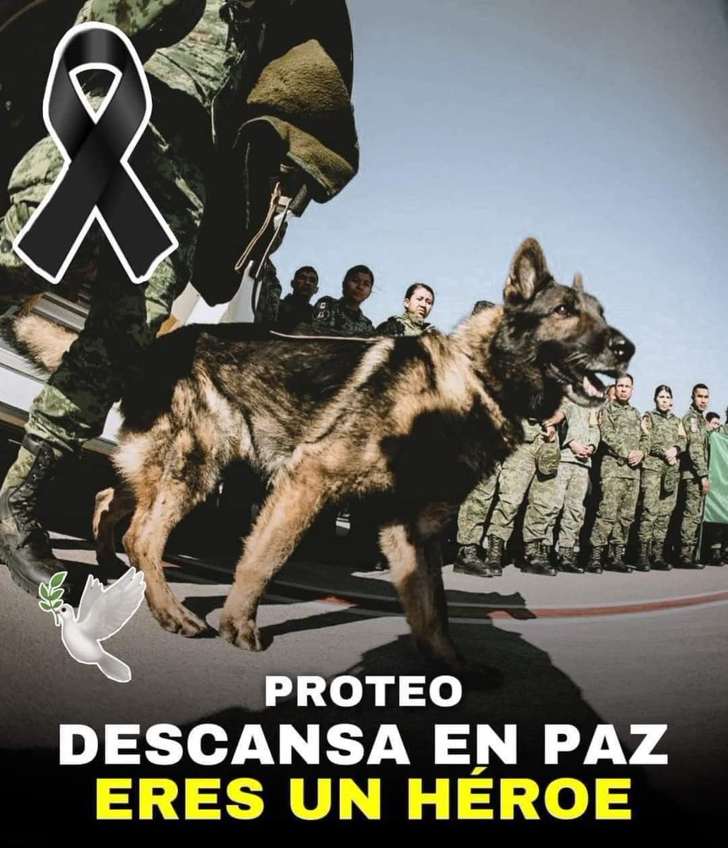 giomsmx's tweet photo. Cruza el arcoiris 🌈🐶!!
#VuelaAltoProteo 
💔😖😭 Gracias por tu heroica labor!!!
#MexicoPresente #ProteoPresente #ProteoHeroe #Proteo #Sedena https://t.co/tOhQdkepdD