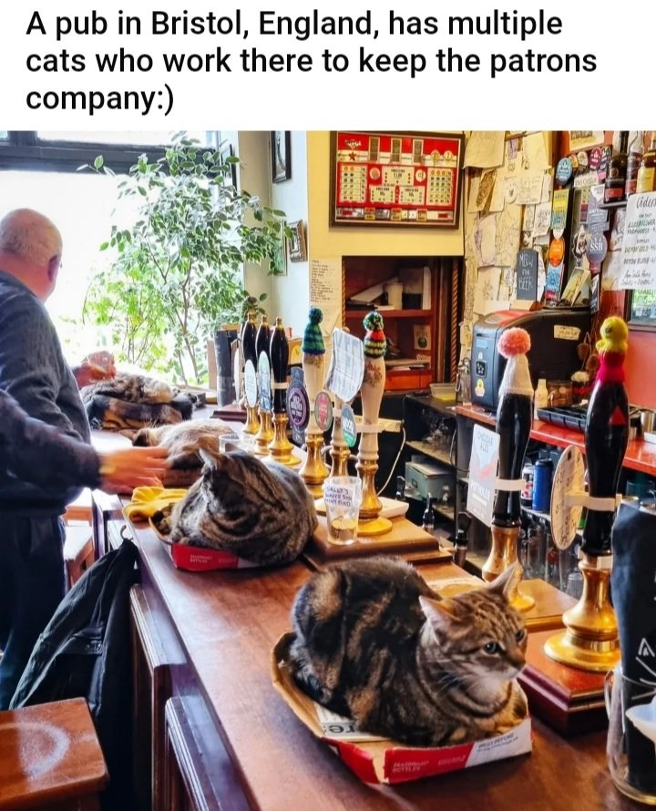 anna_drehel's tweet photo. Found the purrfect pub to hang out at...care to join us ?? @DianeHaywood71 🍻😹 https://t.co/GnXCRQFs2o