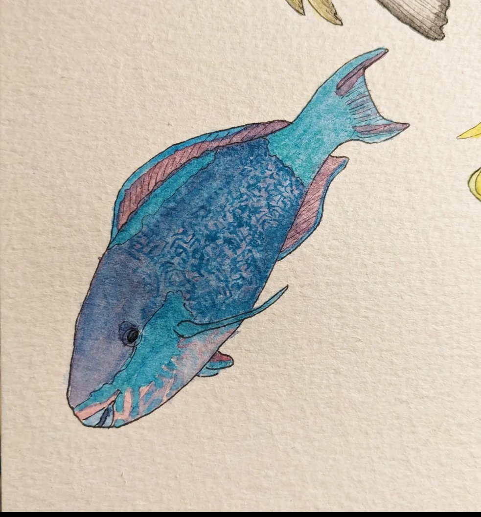 Bridled parrotfish for #SundayFishSketch I am also blue coloured #fishytheme