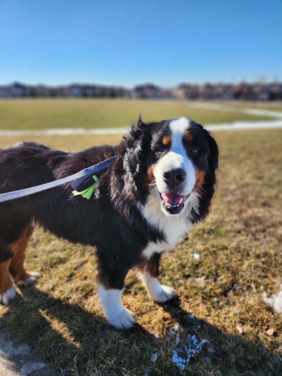 AjaxMom2011's tweet photo. I am sooooo excited for Spring.  Enjoyed 2 walks on this sunny day.  One alone with nature and one with our boy.   #ajax #walkoutside #wellness #vitaminD #ilovenature #🇨🇦 #timmys https://t.co/YRKsTP8NEn