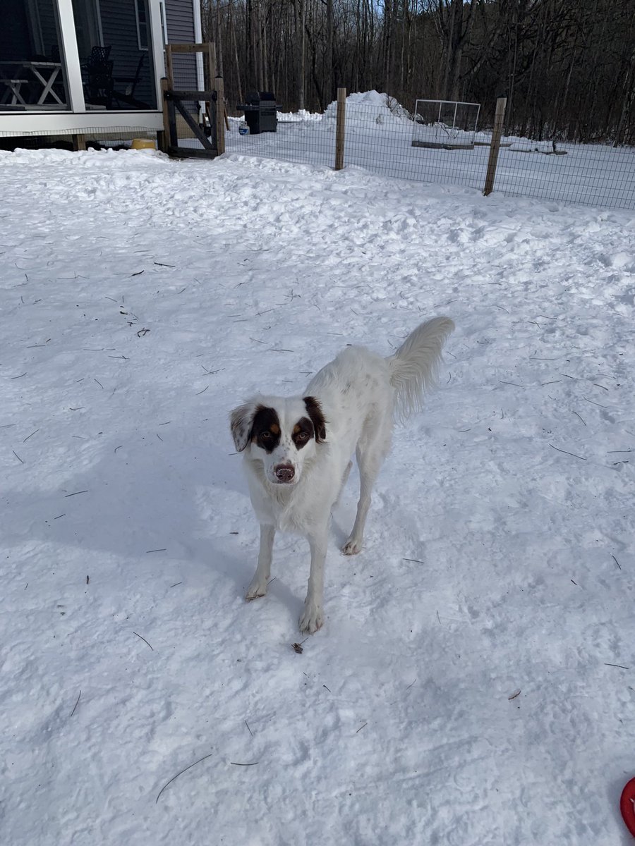 KimKF2020's tweet photo. @MyDogSylvia My fourth rescue… I said no more dogs after my last passed in 2019. Oh well 🤷🏻‍♀️ https://t.co/zUrGEUdqI0