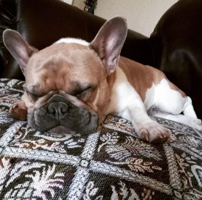 Crusty405's tweet photo. My sugar is wore out after watching the #PuppyBowl #frenchbulldog #Cuddles https://t.co/mknTJ1Lig2