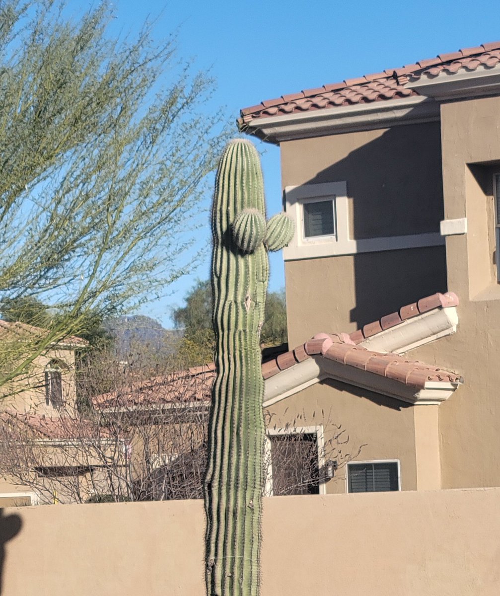 evil_toast916's tweet photo. This cactus needs to settle down
#cactus #yabos https://t.co/vDyimFiaHE