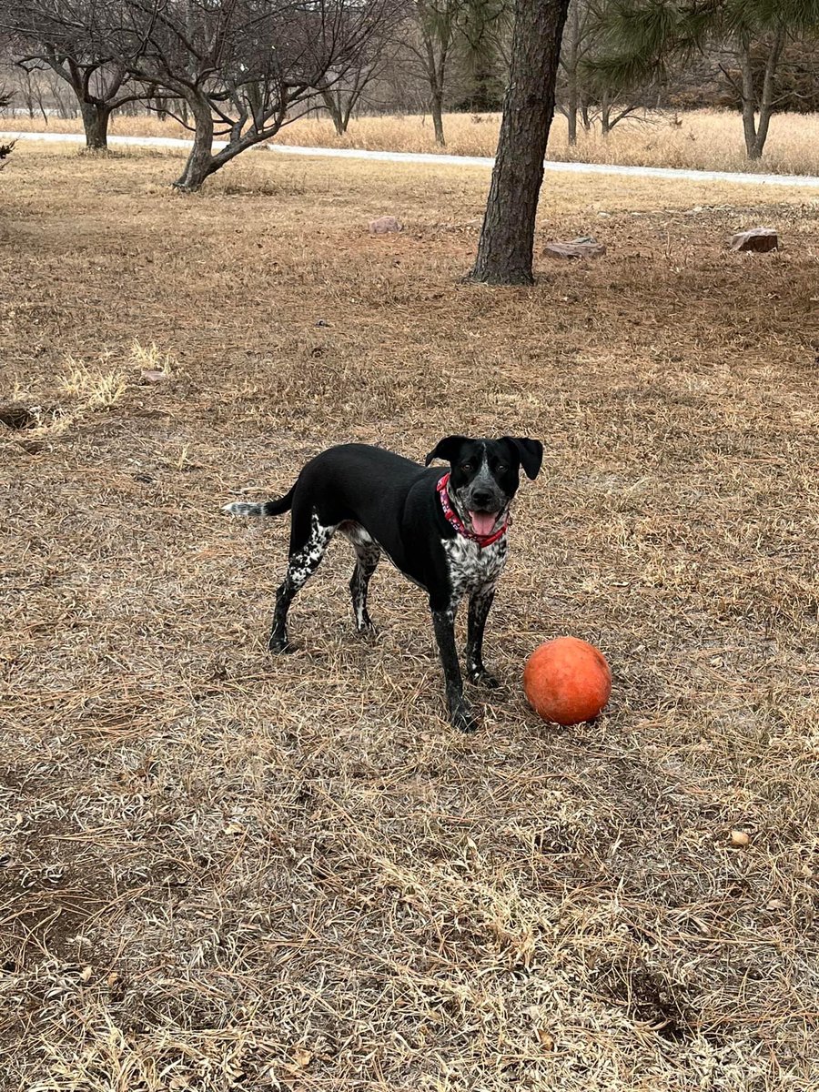 MurphyBoy2020's tweet photo. 50 degrees in Nebraska on Super Bowl Sunday!!! Mom even agreed to play ball with me before the big game…now I hope she lets me have some of the football foot too.#MurphyBoy #SuperBowl #dogsoftwitter https://t.co/AtchEtzFnT