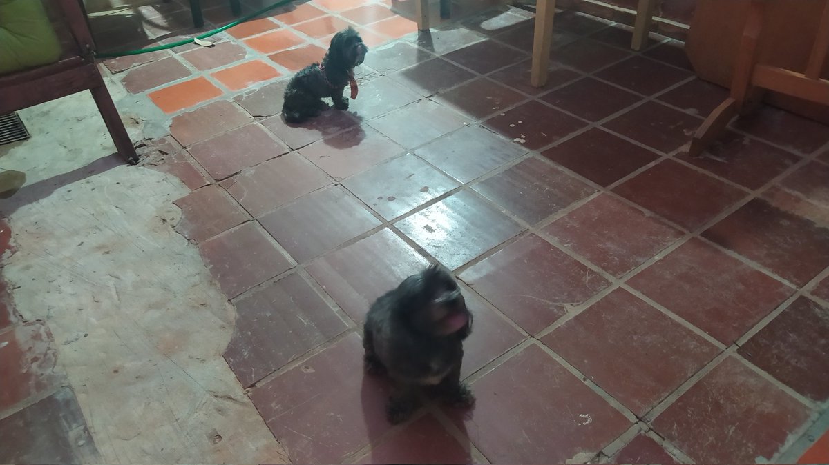 BbShira's tweet photo. @perdidospy perritos perdidos zona Pastora Céspedes detrás de Lasca! @koalandeMichi https://t.co/h7EZSQnrZW