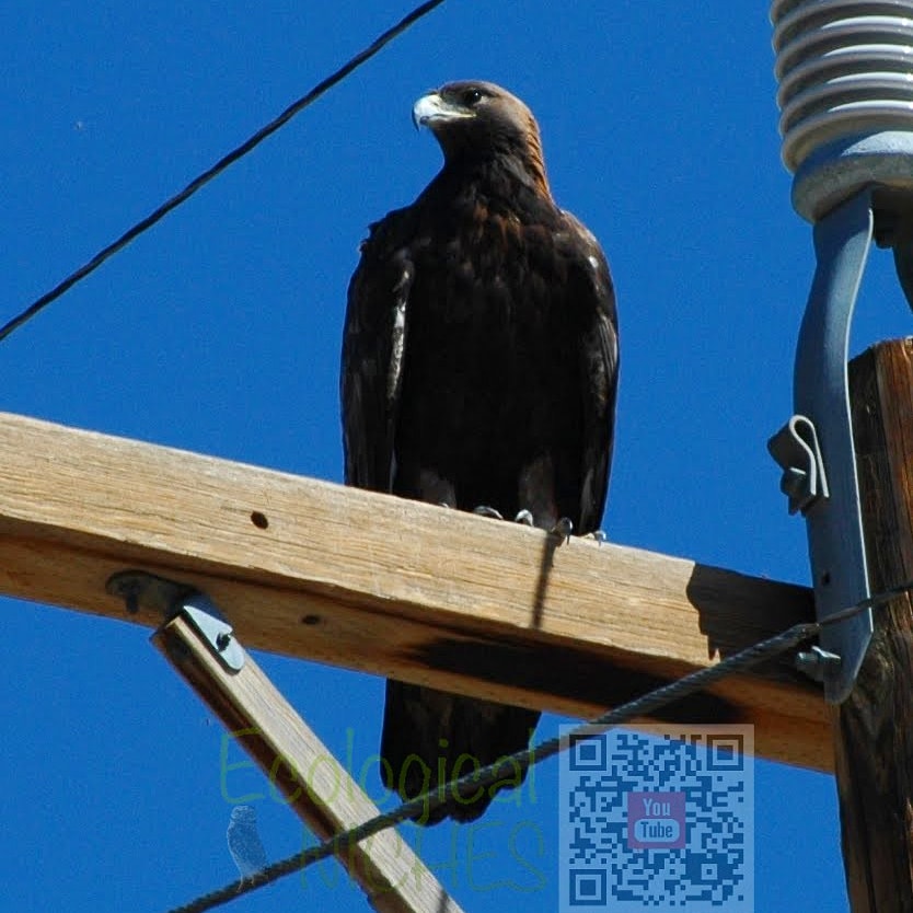 EcoNiches's tweet photo. Who do you think this golden eagle wants to win  #SuperBowlLVII? #Eagles #wildlifephotography https://t.co/KxGgNYoK5N