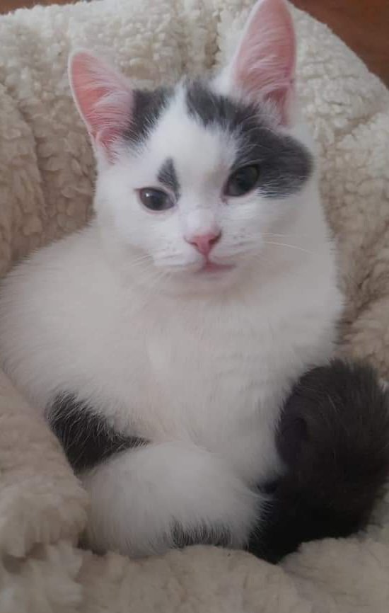 rescue4catsdogs's tweet photo. 🚨URGENT📋#1357957😿BANA
⚠️She has stones in the gallbladder, and a problem with the kidneys due to a large swelling
The only solution to save her is surgery
Every delay is dangerous for her future, please help with expenses 
🌱TREATMENT COST:1058$
PLEASE🏦https://t.co/0I7WronAdF https://t.co/nstX8StI7W