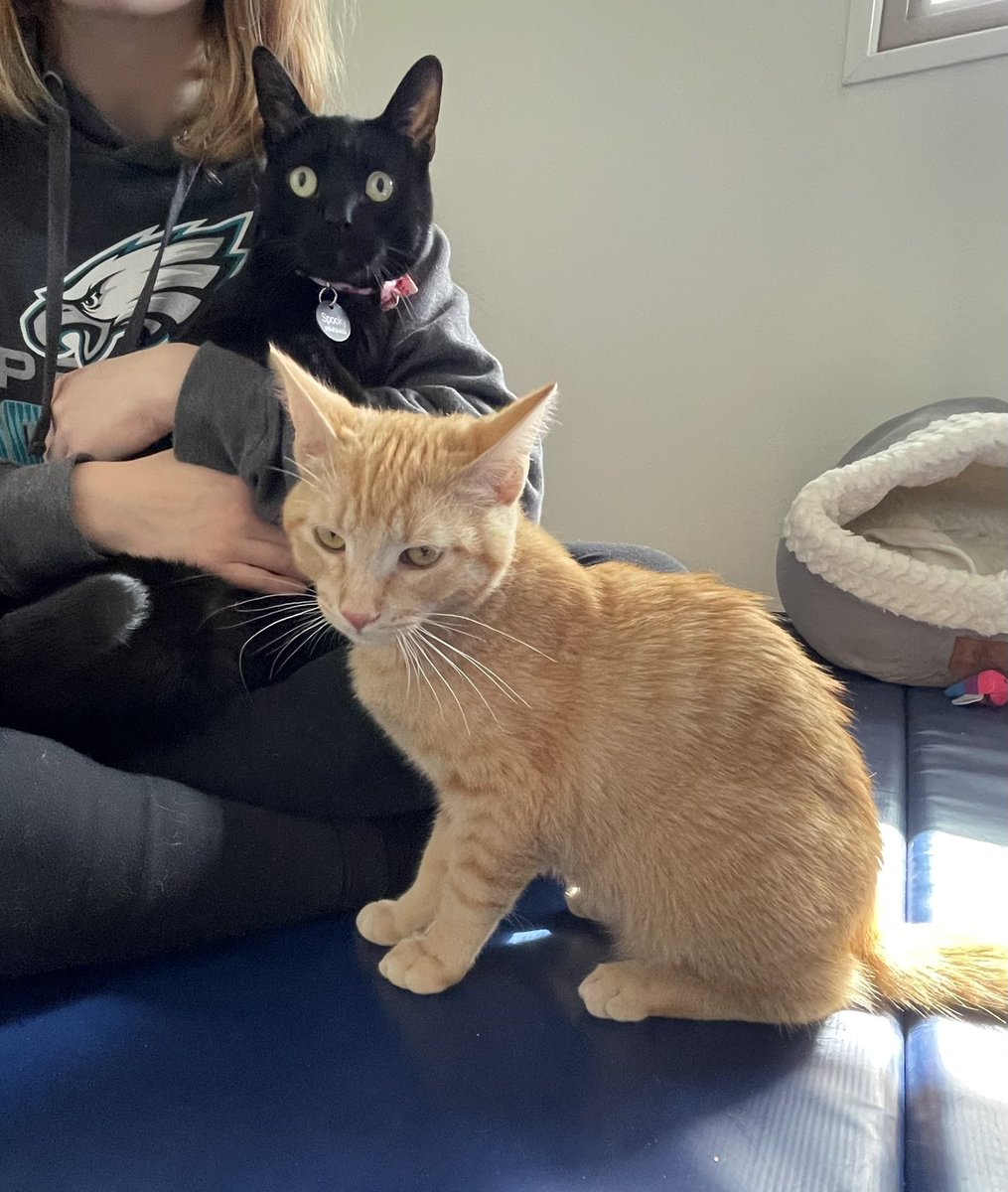 oodleofspoodle's tweet photo. i met thee “foster babby” and yes i bit him https://t.co/oLFBfnp9Gj