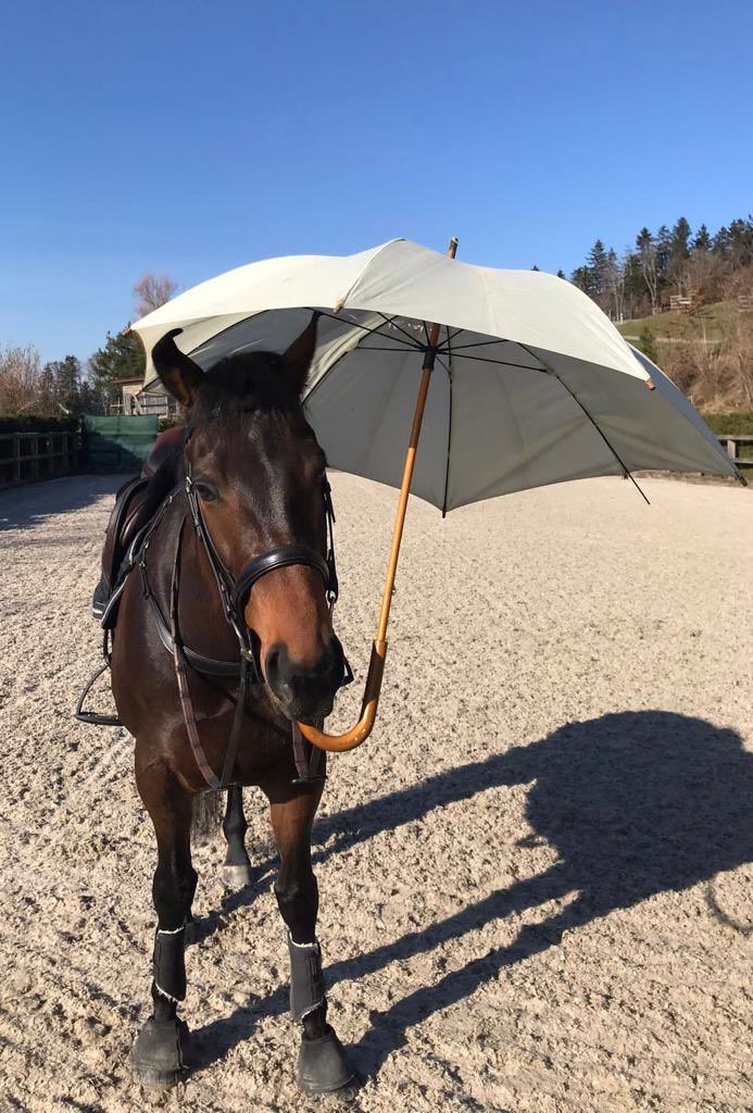 Come sunshine or rain - our beautiful boy, retired Racehorse NORTH OF AMAZING is prepared! 🙌

Read more on ➡️
instagram.com/p/ColLIbQoY1p/…

#HasenacherStud #HasenacherHorses #YoungHorseTraining #Sporthorse #Confidence