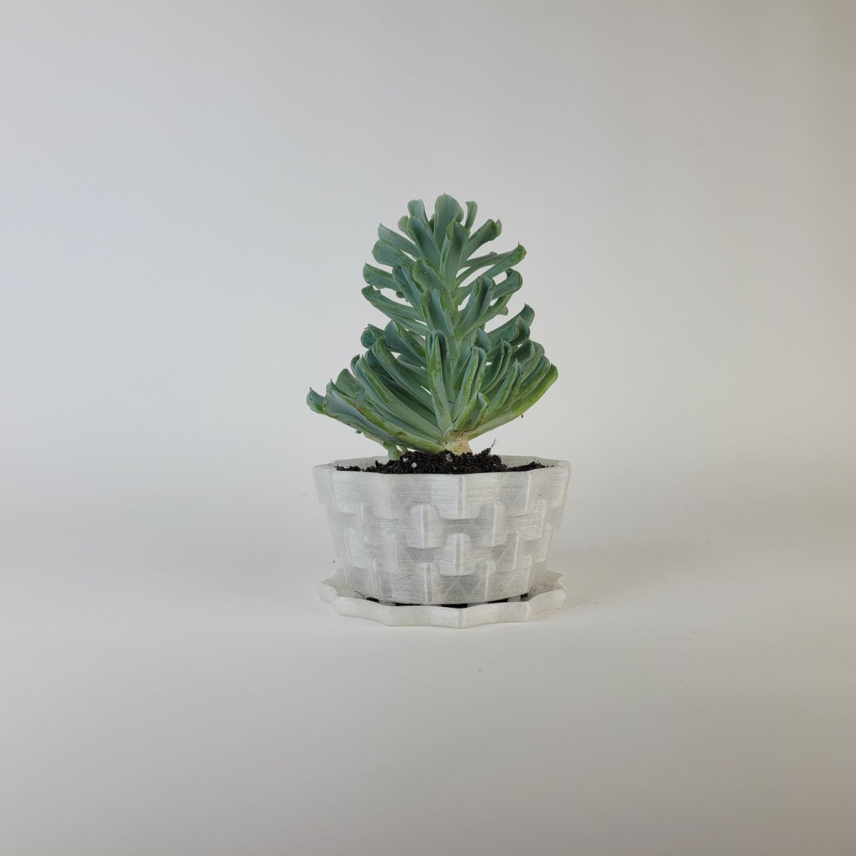 jolt33's tweet photo. Fun plant pot design https://t.co/v9Ry8eHuKJ