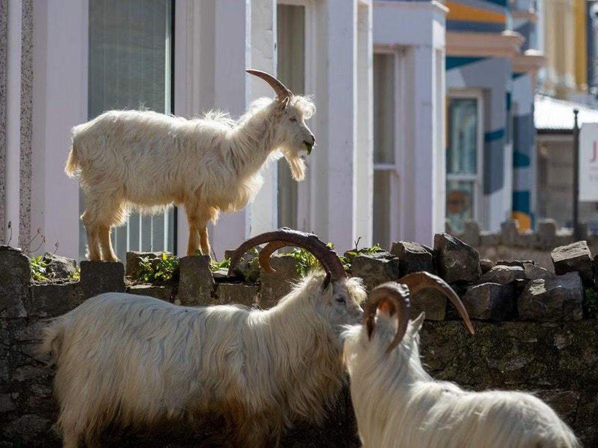 Gambol_Putty's tweet photo. The Llandudno goats are blocking my drive #AwfullyBritishLateForWork https://t.co/gnAtusOIAn