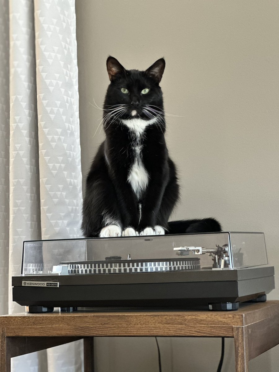 Elizabethholte's tweet photo. @jmasseypoet Hello Jarvis! Looks like my Georgie 🐈‍⬛💙 https://t.co/rx3NisDfGc