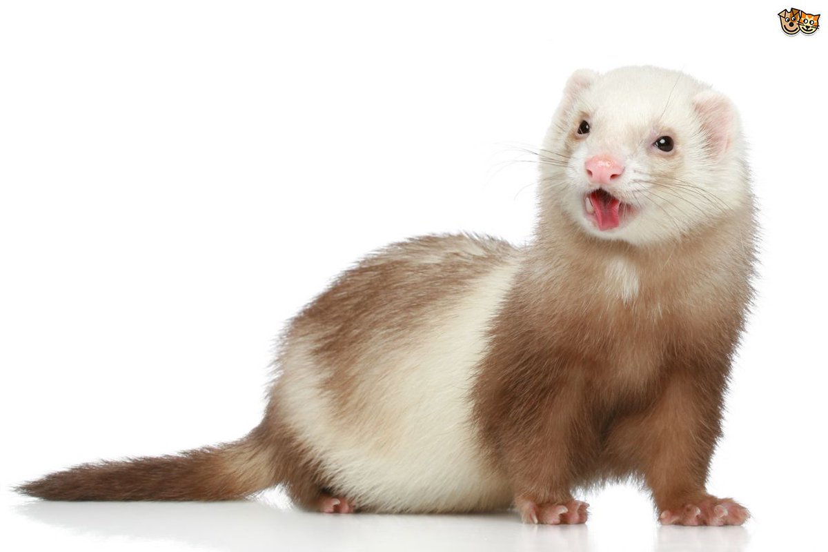 Oh where have you gone Gerald? I miss you rummaging around in my pants. When will you return to me?

#blaseball #siesta #gerald