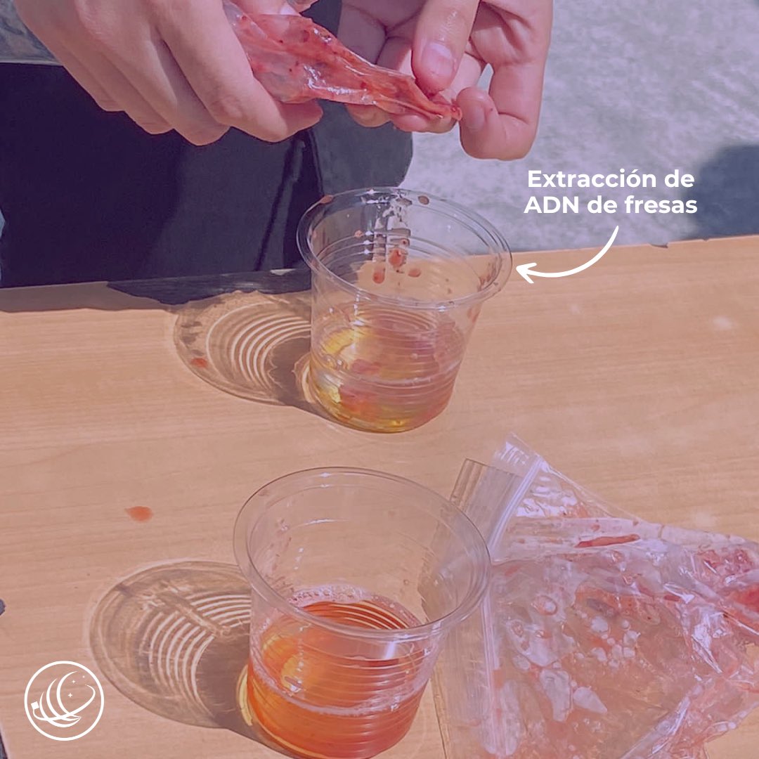 El pasado viernes 10 tuvimos la oportunidad de visitar el Colegio Jardín de María para conmemorar el Día de la Mujer y la Niña en la Ciencia 👩🏻‍🔬

¿Quieres acompañarnos a enseñar ciencia a los más pequeños? 🧪 Únete a nuestro grupo de Outreach y Educación en discord.gg/sqg4ZrMUk9