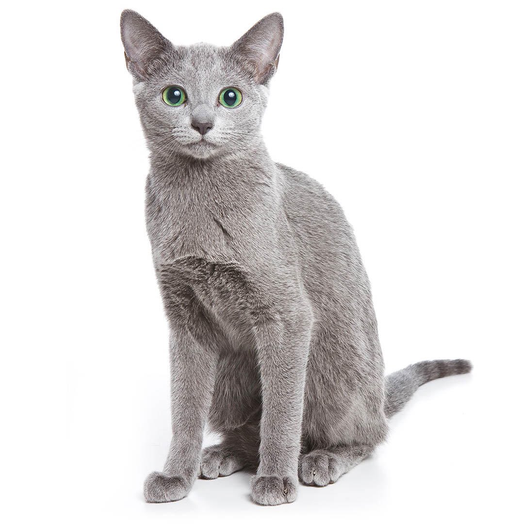 mooneybees's tweet photo. [💬] 230213 #KEVIN #케빈 weverse

🐝 kevin what’s your fave kind of cat?
🌙 Russian blue ❤️🫶 https://t.co/GI9qsPmY8J