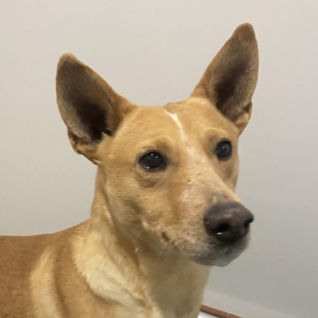 Move over <a href="/tkelce/">Travis Kelce</a> and <a href="/JasonKelce/">Jason Kelce</a>, we have some BIG SHOT brothers of our own, Slate and Stone! AND they are looking for homes! #SuperBowlLVII ^ac

bfas.io/stone 
bfas.io/4ozP