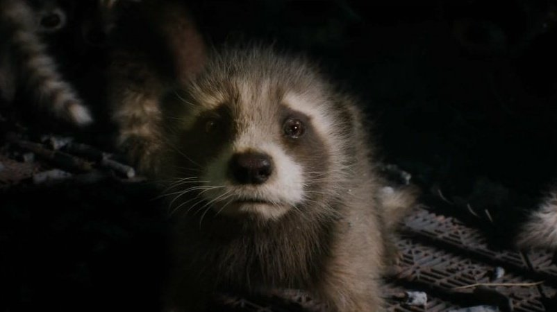 MarvelBRNews's tweet photo. Tenho certeza que vou chorar por causa de um Guaxinim https://t.co/ms1b9hNUmh